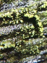 Fungi