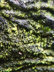 Fungi
