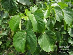Acalypha angatensis