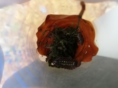 Porcellio spinicornis