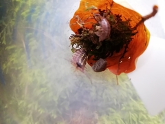 Porcellio spinicornis