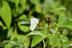 Ascia monuste eubotea