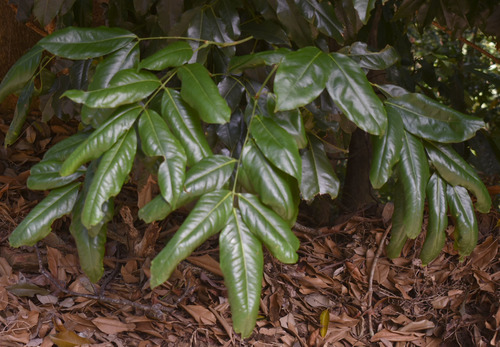 Ormosia ormondii