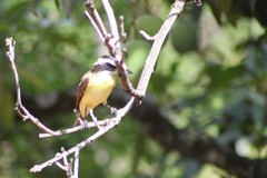 Pitangus sulphuratus