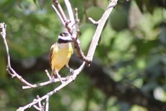 Pitangus sulphuratus