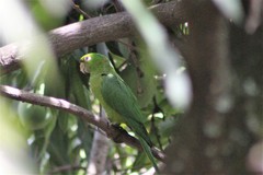 Psittacara leucophthalmus