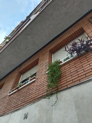 Mesembryanthemum cordifolium