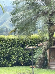 Melanerpes rubricapillus