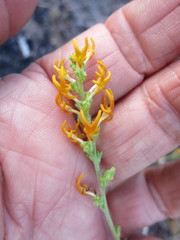 Manulea obovata