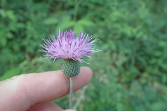Cirsium carolinianum