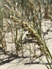 Panicum racemosum