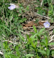 Linum pratense