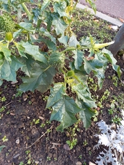Datura stramonium