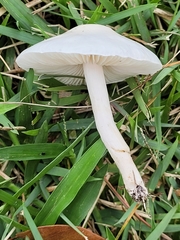 Zhuliangomyces illinitus