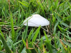 Zhuliangomyces illinitus
