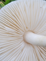 Zhuliangomyces illinitus