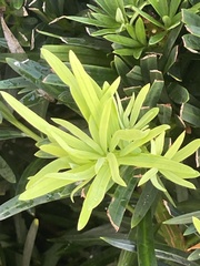 Podocarpus macrophyllus maki