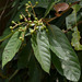 Murray's Laurel - Photo (c) Russell Cumming, some rights reserved (CC BY-NC), uploaded by Russell Cumming