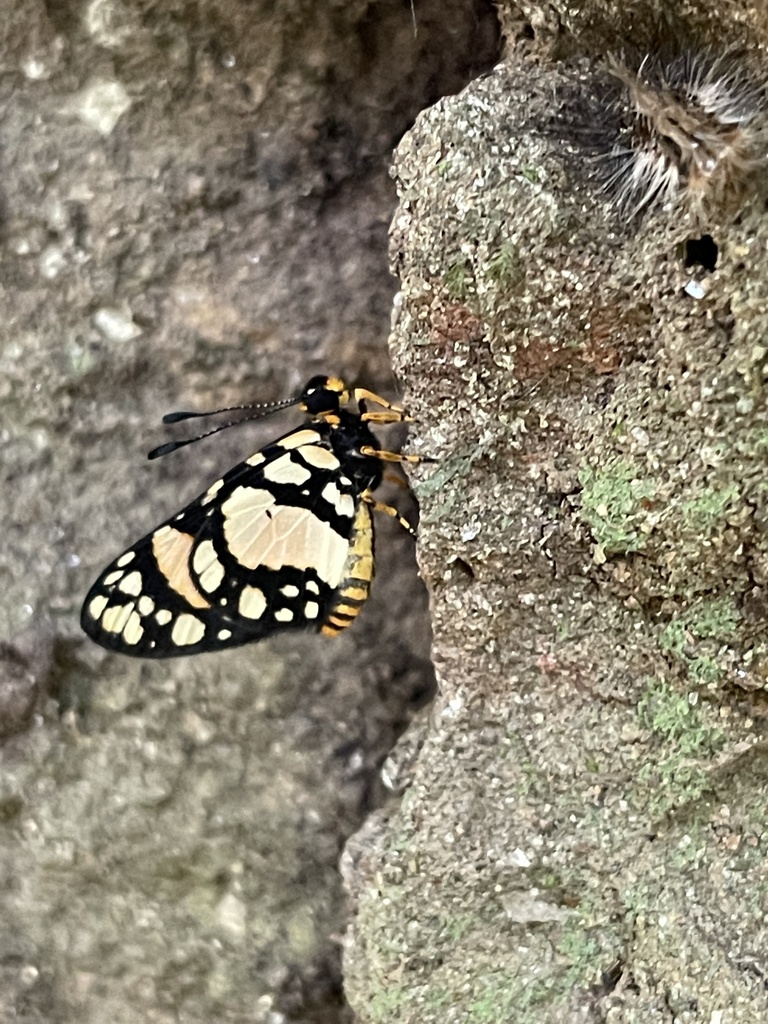 Alaena picata