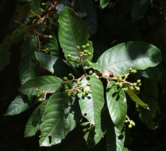 Cryptocarya murrayi