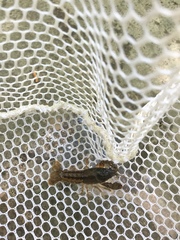 Cambarus latimanus