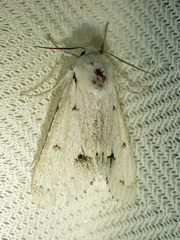 Acronicta vulpina