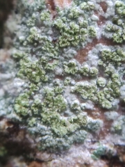 Lecanora barkmaniana