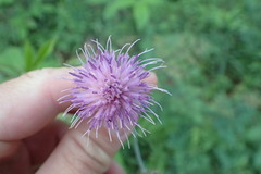 Cirsium carolinianum
