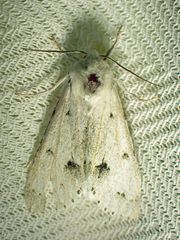 Acronicta vulpina