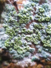 Lecanora barkmaniana
