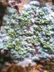 Lecanora barkmaniana