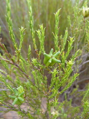 Diosma acmaeophylla