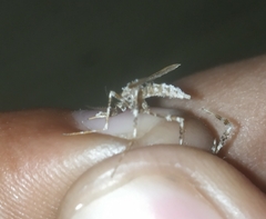 Mucidus