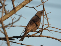 Molothrus bonariensis