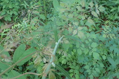 Cirsium carolinianum