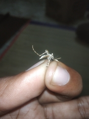 Mucidus