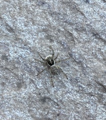 Menemerus semilimbatus