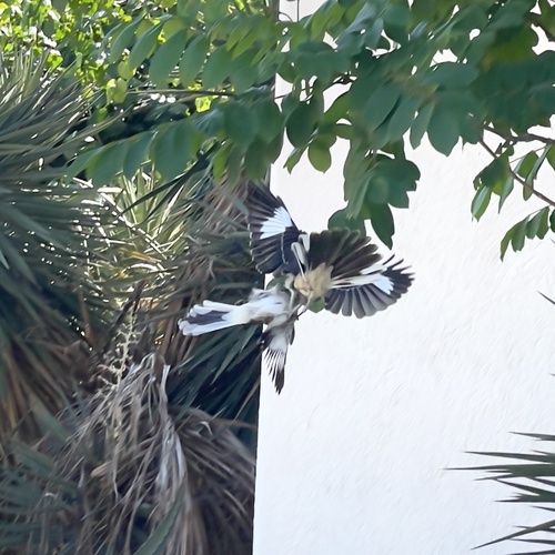 Northern Mockingbird (Mimus polyglottos), photo 8