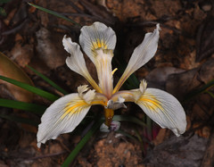 Iris fernaldii