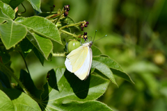 Ascia monuste eubotea