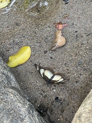 Pseudacraea lucretia expansa