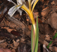 Iris fernaldii