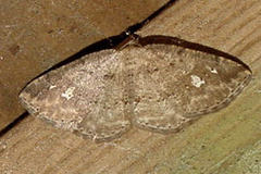 Homochlodes lactispargaria