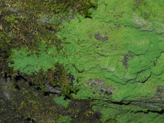 Phyllopsora isidiotyla