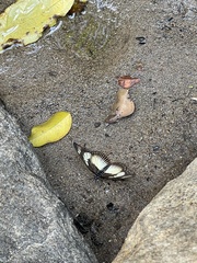 Pseudacraea lucretia expansa