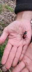 Carabus hispanus