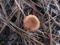 Laccaria laccata pallidifolia