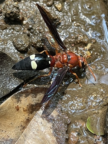 Synagris aestuans