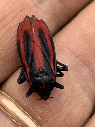 Sphenoclypeana haematina