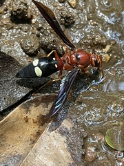 Synagris aestuans rufa